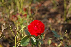 Tir simple d'un oeillet rouge photo stock Tir simple d'un oeillet rouge photo stock