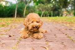 Tired brown poodle dog resting after exercise at park royalty free stock photo Tired brown poodle dog resting after exercise at park royalty free stock photo