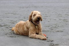 Tired Dog Royalty Free Stock Image Tired Dog Royalty Free Stock Image