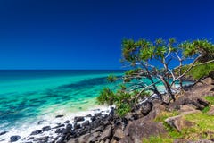 Tiri la vista in secco con le rocce e un albero in teste di Burleigh, Australia immagini stock Tiri la vista in secco con le rocce e un albero in teste di Burleigh, Australia immagini stock