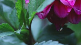 Tiro ascendente cercano del extremo del goteo de la lluvia de los pétalos de una flor rosada de Dahila almacen de metraje de vídeo Tiro ascendente cercano del extremo del goteo de la lluvia de los pétalos de una flor rosada de Dahila almacen de metraje de vídeo