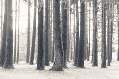 Tiro bonito de árvores altas em uma floresta coberta na neve fotografia de stock Tiro bonito de árvores altas em uma floresta coberta na neve fotografia de stock