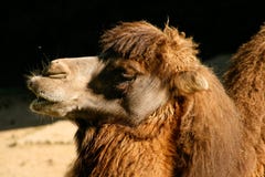 Tiro curto de um bactrianus bactriano ou asiático do Camelus do camelo imagem de stock Tiro curto de um bactrianus bactriano ou asiático do Camelus do camelo imagem de stock