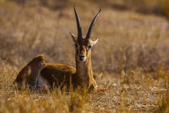 Tiro da cabeça do bennettii o Chinkara do Gazella imagem de stock Tiro da cabeça do bennettii o Chinkara do Gazella imagem de stock