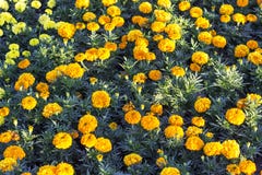 Tiro limpo dianteiro de flores alaranjadas e amarelas coloridas fotografia de stock Tiro limpo dianteiro de flores alaranjadas e amarelas coloridas fotografia de stock