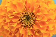 Tiro macro de los pétalos amarillos o anaranjados de la flor de Tagetes o de la maravilla para el fondo foto de archivo libre de regalías Tiro macro de los pétalos amarillos o anaranjados de la flor de Tagetes o de la maravilla para el fondo foto de archivo libre de regalías