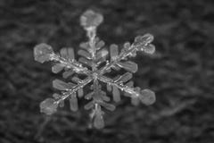 Tiro macro do floco de neve congelado 7 fotos de stock Tiro macro do floco de neve congelado 7 fotos de stock