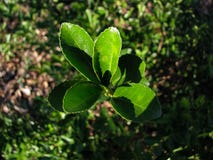 Tiro superior de una planta verde imágenes de archivo libres de regalías Tiro superior de una planta verde imágenes de archivo libres de regalías