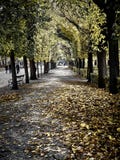 Tiré d'une rue complètement des feuilles rouges au parc photographie stock Tiré d'une rue complètement des feuilles rouges au parc photographie stock