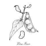 Tiré par la main de Lima Bean vert frais illustration libre de droits Tiré par la main de Lima Bean vert frais illustration libre de droits