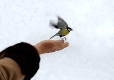 Free Tit 2 Stock Photography - 559572