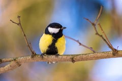 Tit azul encaramado en una rama fotografía de archivo libre de regalías Tit azul encaramado en una rama fotografía de archivo libre de regalías