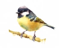 Free Tit Bird On The Branch Royalty Free Stock Photo - 48795215
