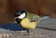 Tit Bird On The Feed Place Stock Photography