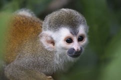 Titi Monkey royalty free stock image Titi Monkey royalty free stock image