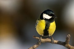 Titmouse Bird Stock Photos