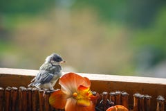 Titmouse przygotowywa dla pierwszy lota Zdjęcia Stock Titmouse przygotowywa dla pierwszy lota Zdjęcia Stock