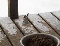 titmouse σχηματισμένος τούφες στοκ φωτογραφία titmouse σχηματισμένος τούφες στοκ φωτογραφία