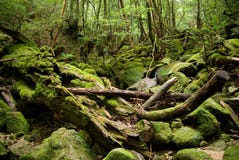 tjock skogjapan royaltyfri fotografi tjock skogjapan royaltyfri fotografi