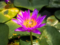 Tlotuspurple is bij is schoonheid royalty-vrije stock afbeelding Tlotuspurple is bij is schoonheid royalty-vrije stock afbeelding