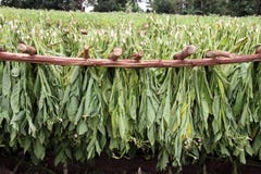 Tobacco Leafs Drying In A Farm, In Vinales, Cuba Stock Photography