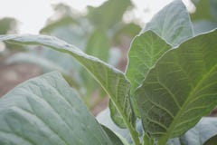 Tobacco Plant In The Garden Stock Photo Tobacco Plant In The Garden Stock Photo