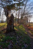 Tocón de árbol en la puesta del sol fotografía de archivo libre de regalías Tocón de árbol en la puesta del sol fotografía de archivo libre de regalías