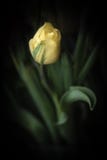 Todavía foto de la vida del solo tulipán amarillo contra un fondo oscuro fotografía de archivo libre de regalías Todavía foto de la vida del solo tulipán amarillo contra un fondo oscuro fotografía de archivo libre de regalías