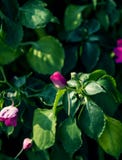 Beautiful of pink rose flower with vintage style in garden at Chiang Mai,Thailand. royalty free stock images Beautiful of pink rose flower with vintage style in garden at Chiang Mai,Thailand. royalty free stock images