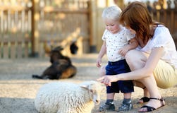 Toddler boy and his mother looking at sheep Royalty Free Stock Images Toddler boy and his mother looking at sheep Royalty Free Stock Images