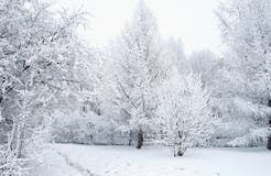 Todo se cubre con nieve Árboles de navidad fabulosos y humor festivo Fotos de archivo libres de regalías Todo se cubre con nieve Árboles de navidad fabulosos y humor festivo Fotos de archivo libres de regalías