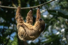 2-toed спать лени стоковые изображения rf 2-toed спать лени стоковые изображения rf