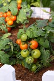 Tomate dans le jardin Photographie stock Tomate dans le jardin Photographie stock