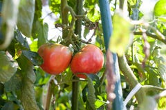 Tomate endommagée de alimentation par l'insecte de puanteur à la ferme image libre de droits Tomate endommagée de alimentation par l'insecte de puanteur à la ferme image libre de droits