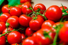 Tomate fraîche de jardin Images libres de droits Tomate fraîche de jardin Images libres de droits