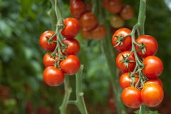 Tomaten auf der Rebe