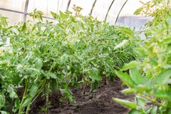 Tomaten die bij het hangen van steel in serre rijpen Landbouwconcept en industriële cultuur van tomaten en kruiden stock afbeeldingen Tomaten die bij het hangen van steel in serre rijpen Landbouwconcept en industriële cultuur van tomaten en kruiden stock afbeeldingen