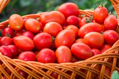 Tomaten in rieten mand in openlucht royalty-vrije stock foto's Tomaten in rieten mand in openlucht royalty-vrije stock foto's