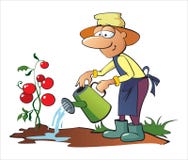 Tomates de riego del jardinero libre illustration Tomates de riego del jardinero libre illustration