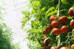 Tomates del invernadero Tomates del invernadero