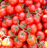 Tomates en la vid verdura brillante y apetitosa fotos de archivo Tomates en la vid verdura brillante y apetitosa fotos de archivo