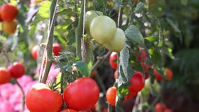 Tomates rouges et vertes visuelles sur la vigne Ferme agricole pour la moisson banque de vidéos Tomates rouges et vertes visuelles sur la vigne Ferme agricole pour la moisson banque de vidéos