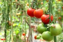 Tomates sur l'arbre Tomates sur l'arbre