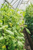 Tomates vertes avec les fleurs jaunes en serre chaude photo libre de droits Tomates vertes avec les fleurs jaunes en serre chaude photo libre de droits