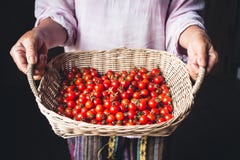 Tomato Cherry In Basket Tomato In Hand South Asia Royalty Free Stock Images