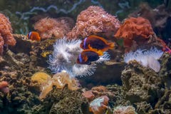 Tomato clownfish near bubble tip anemone stock photo Tomato clownfish near bubble tip anemone stock photo