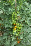 Tomato Plant Stock Photos Tomato Plant Stock Photos