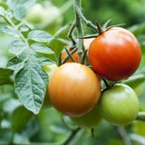 Tomato Plant Stock Photography