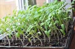 Tomato seedlings growing towards the sunlight on windowsill.
