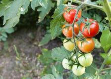 Tomatoes Royalty Free Stock Photos
